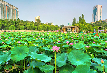 紫荆山公园第 3 张图片