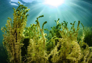 零海拔潜水第 7 张图片