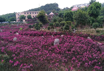 武汉市花海石林风景区第 2 张图片