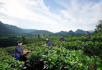 积庆里红茶谷第 3 张图片