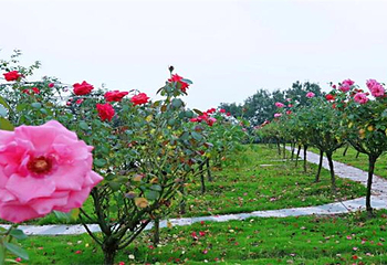 贡之源·花仙谷第 10 张图片