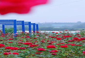 贡之源·花仙谷第 5 张图片