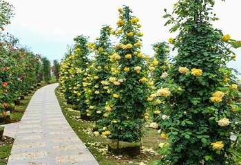 贡之源·花仙谷第 2 张图片