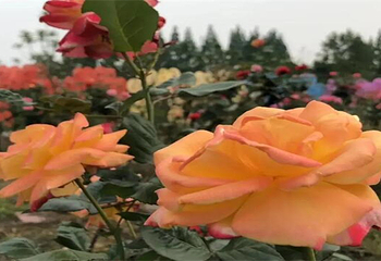 贡之源·花仙谷第 8 张图片