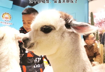 神兽.羊驼主题馆第 3 张图片
