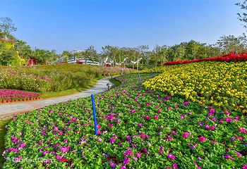 海花岛珍奇特色植物园第 38 张图片