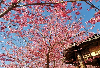 大田屏山·仙居山樱花园第 18 张图片