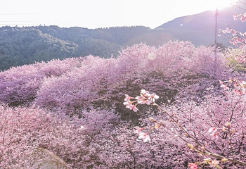 大田屏山·仙居山樱花园第 19 张图片
