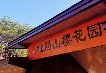 大田屏山·仙居山樱花园第 17 张图片
