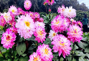香遇百花园第 4 张图片