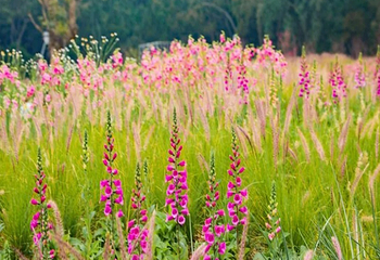 香遇百花园第 6 张图片
