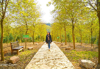 惠州盛花谷第 49 张图片
