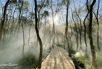 惠州盛花谷第 25 张图片