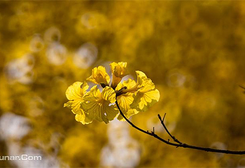 惠州盛花谷第 43 张图片