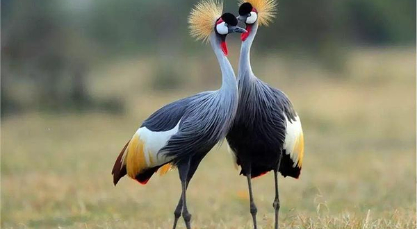 福州永泰鸟语林