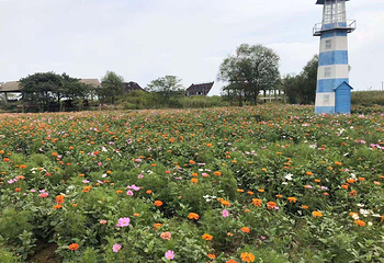 太湖花海主题度假乐园第 11 张图片