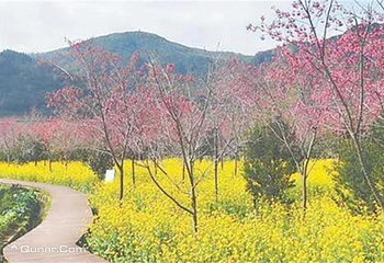 玉潭樱花谷景区第 13 张图片