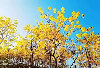 风铃谷·合营Hub Camp第 31 张图片