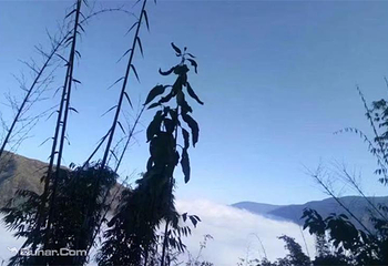 古州野林第 1 张图片