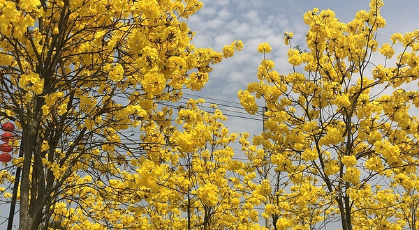 开心联合国生态农场露营地
