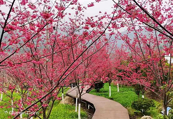 玉潭樱花谷景区第 12 张图片