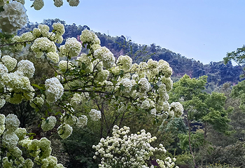 天府花溪谷第 42 张图片