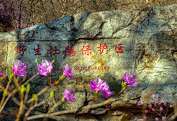 大芦花景区第 62 张图片