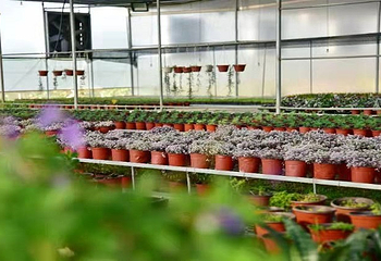 香草地第 4 张图片