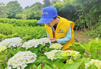 花田厝鲜花艺术小镇第 16 张图片
