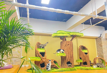 三亚猫猫岛第 43 张图片