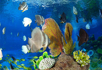 海南海洋欢乐世界度假区第 41 张图片