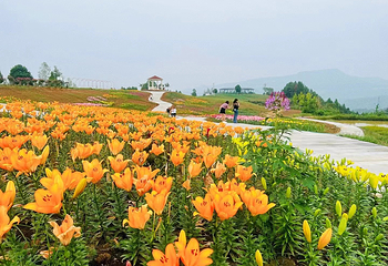 巴山花海第 6 张图片