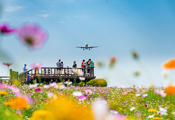 空港花田第 4 张图片