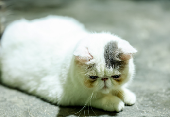 三亚猫猫岛第 12 张图片