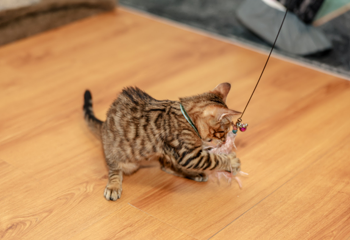 三亚猫猫岛第 42 张图片