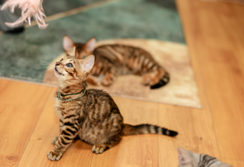 三亚猫猫岛第 44 张图片
