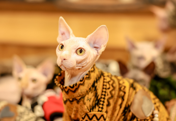 三亚猫猫岛第 8 张图片