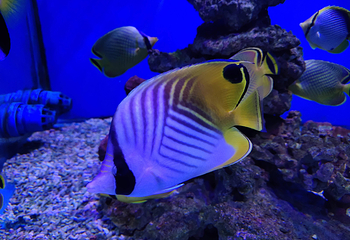 海趣花都海洋世界第 18 张图片