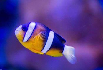 海趣花都海洋世界第 35 张图片