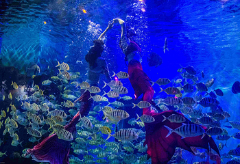 海趣花都海洋世界第 65 张图片
