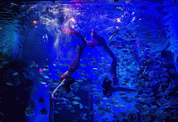 海趣花都海洋世界第 48 张图片