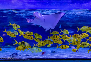 哈尔滨极地公园·海洋馆第 5 张图片