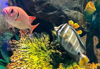 海趣花都海洋世界第 43 张图片
