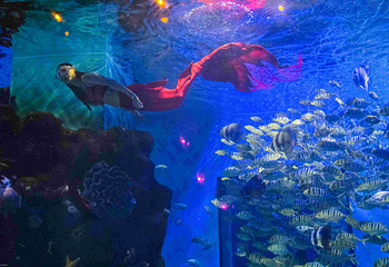 海趣花都海洋世界第 52 张图片
