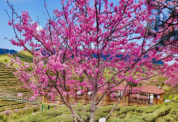 大田屏山·仙居山樱花园第 13 张图片