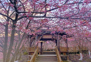 大田屏山·仙居山樱花园第 9 张图片