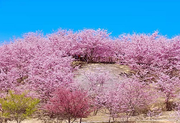 大田屏山·仙居山樱花园第 12 张图片