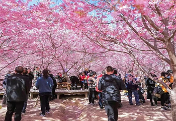 大田屏山·仙居山樱花园第 8 张图片