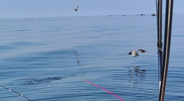 金海国际游艇会--已下线