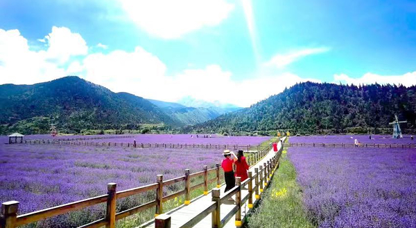 薰衣草生态园